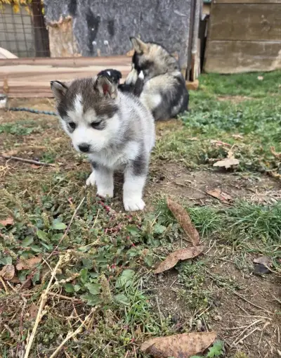 Husky