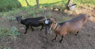 Pripustenú pekne stavanú mladú kozu