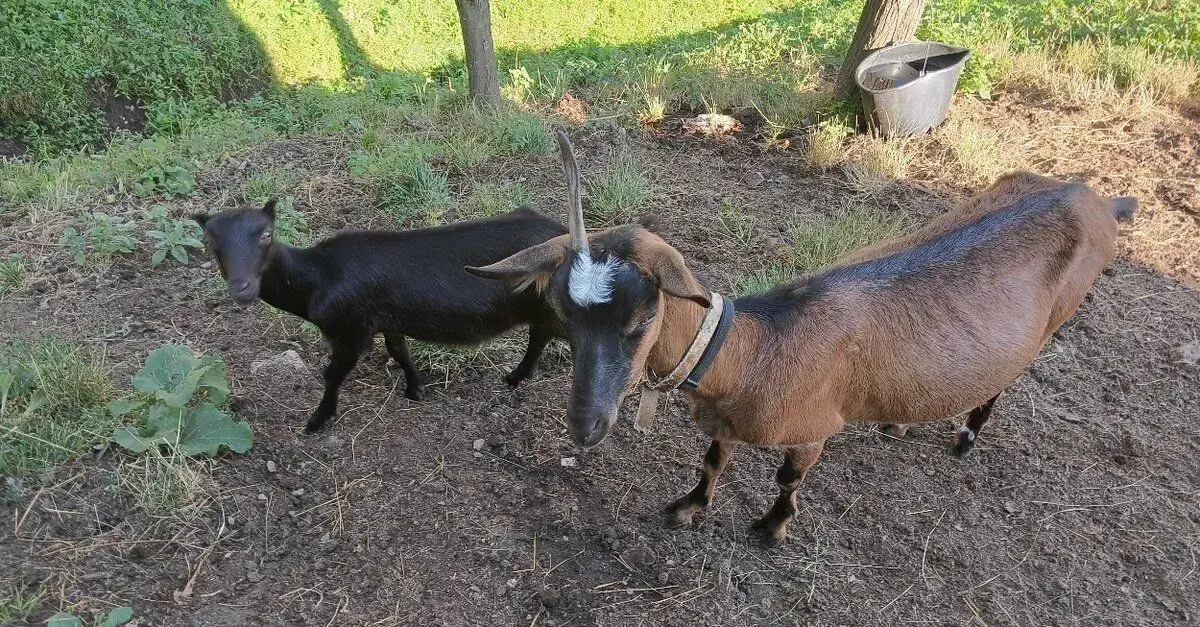 Pripustenú pekne stavanú mladú kozu