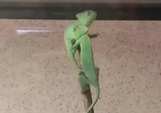 Chameleón jemenský