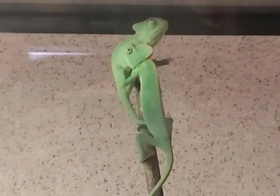Chameleón jemenský