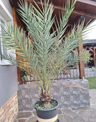 Palma ďatlova