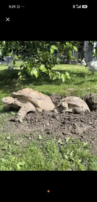 Korytnačka Ostrohata Sulcata