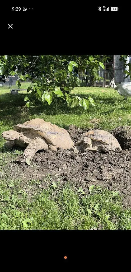 Korytnačka Ostrohata Sulcata
