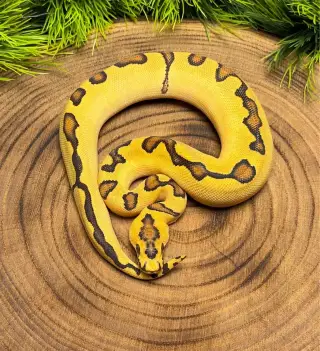 Python Regius