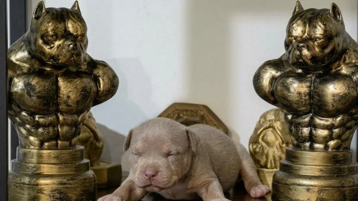 American bully standard