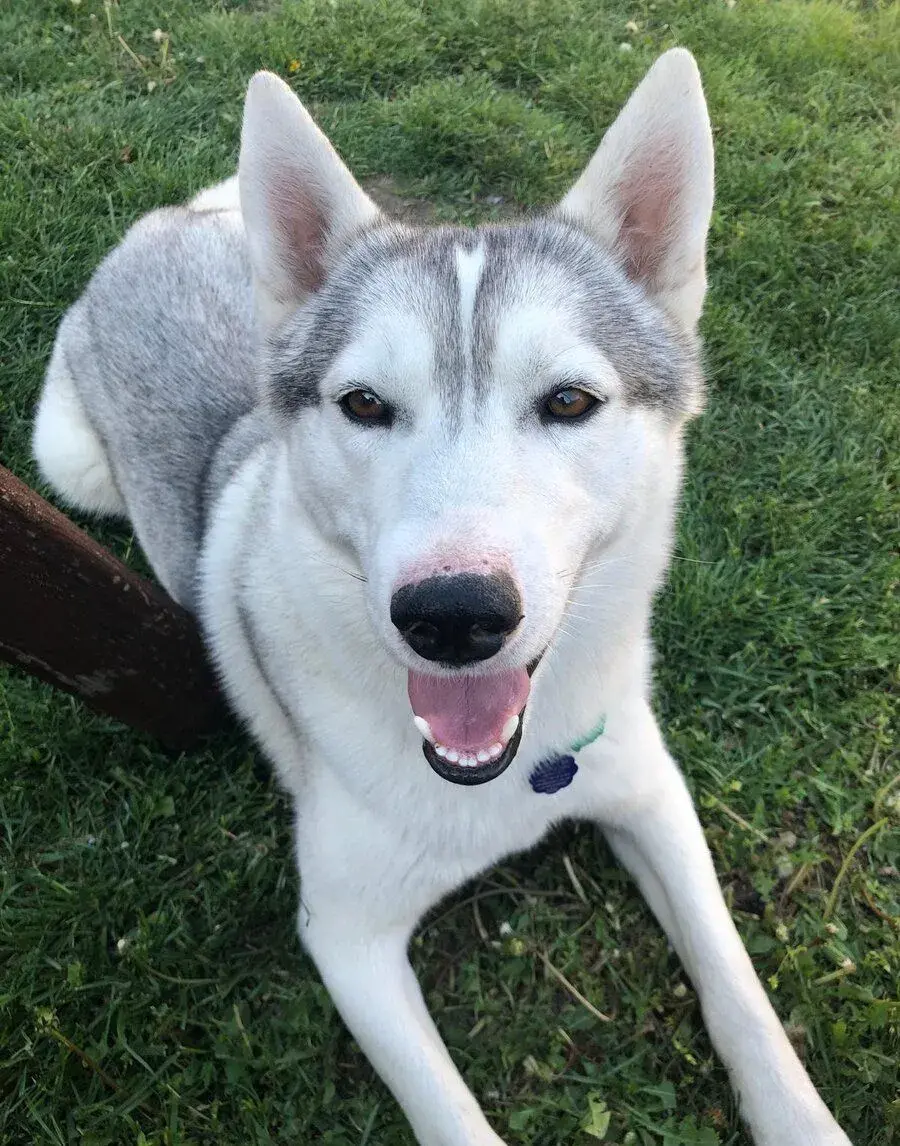 Darujem Huskyho