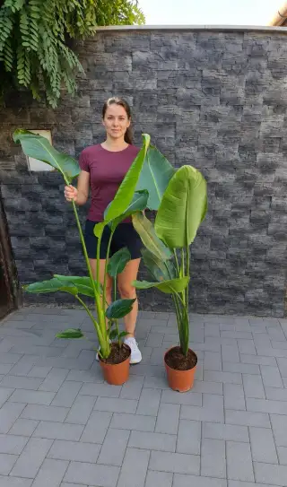 Strelícia Nicolai 130-200 cm