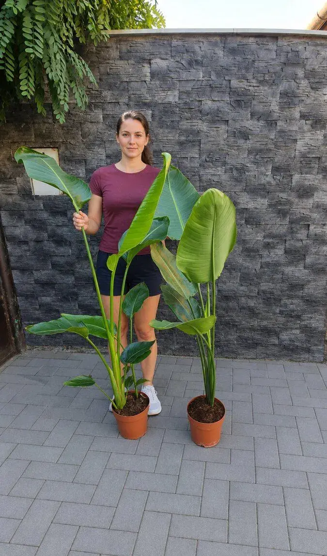Strelícia Nicolai 130-200 cm