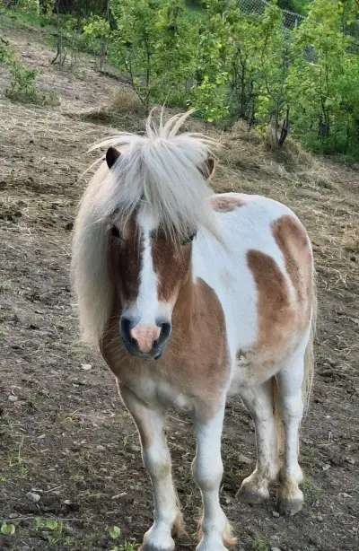 Poníka