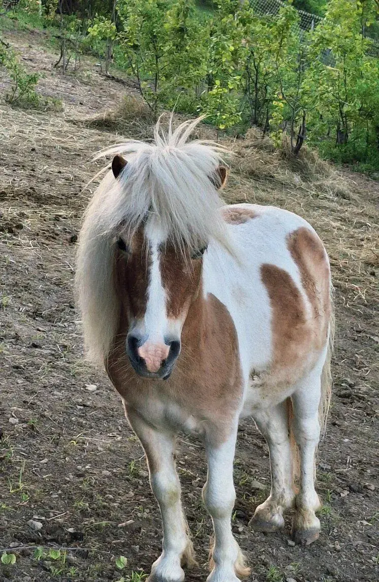 Poníka