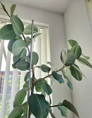 Ficus Elastica Robusta
