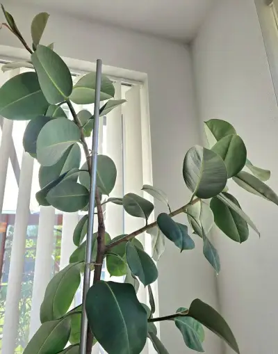 Ficus Elastica Robusta