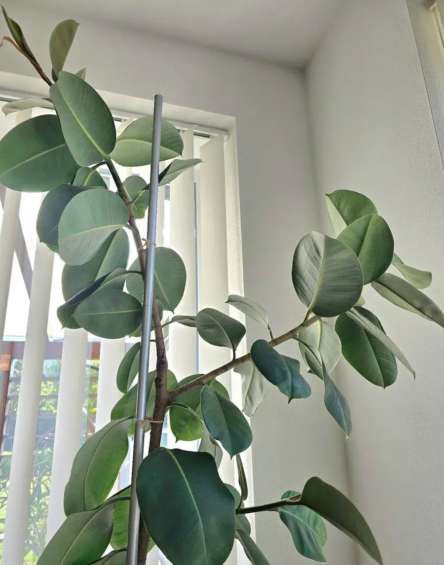 Ficus Elastica Robusta