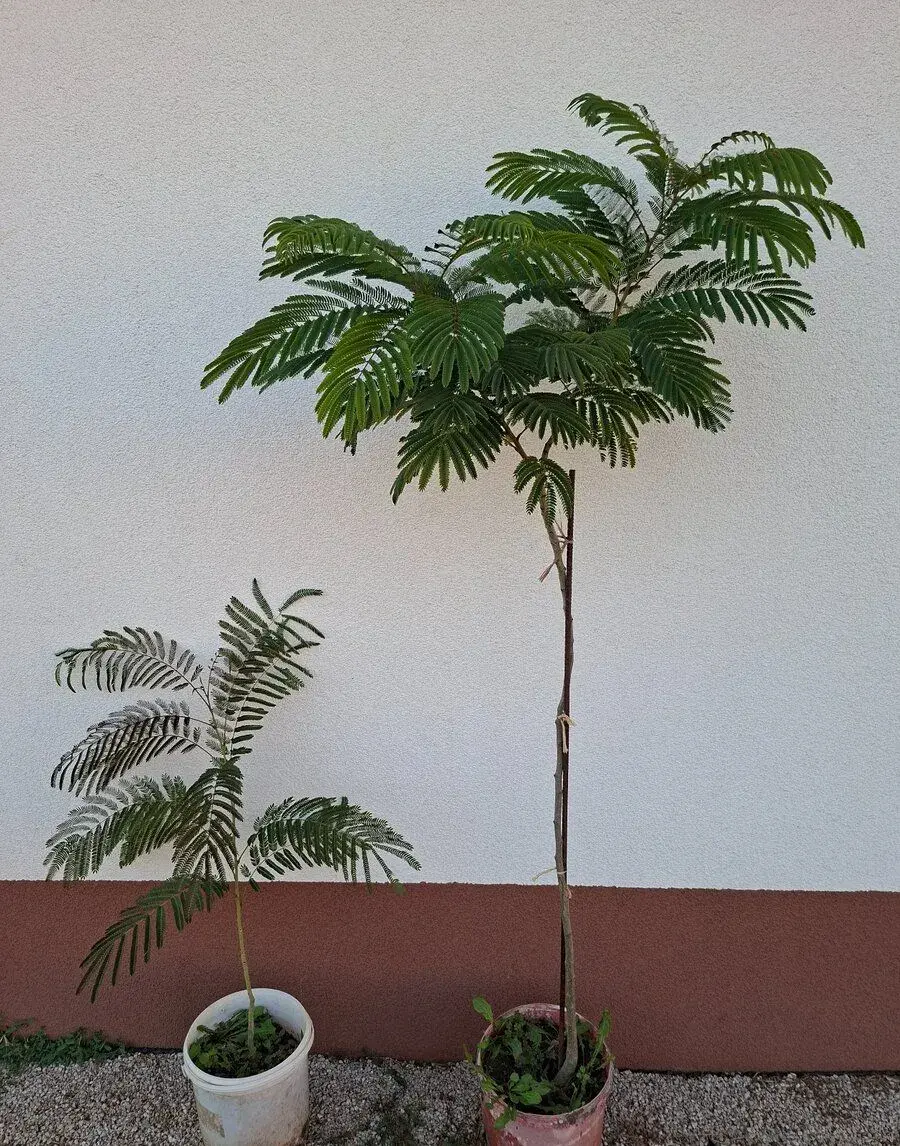 Albízia