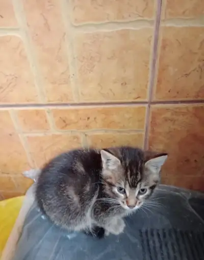 Darujem malé mačičky