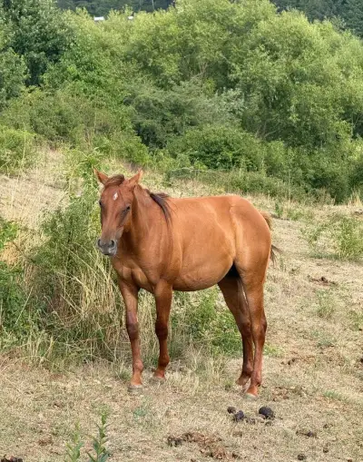 Quarter horse valach