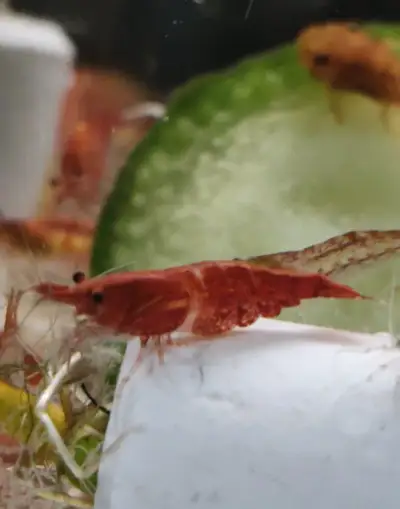 Červené krevetkyNeocaridina davidi.