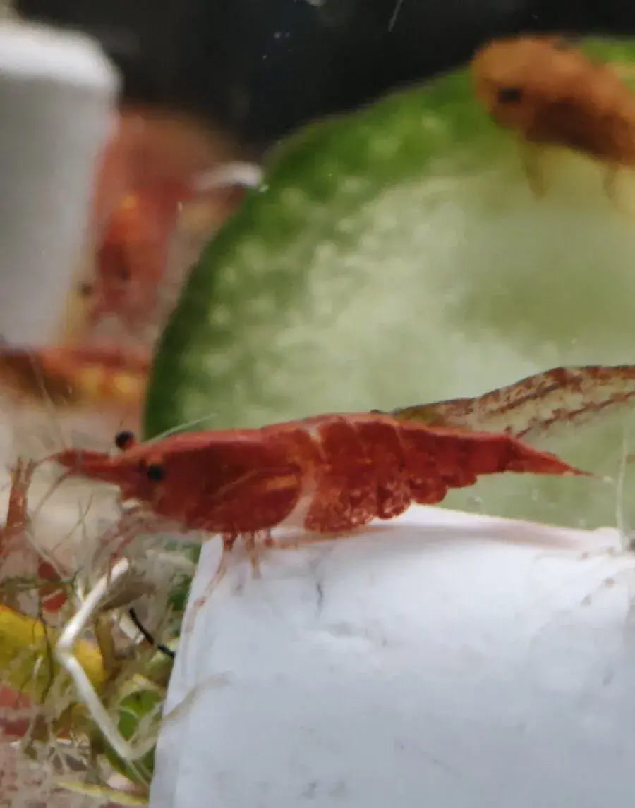 Červené krevetkyNeocaridina davidi.