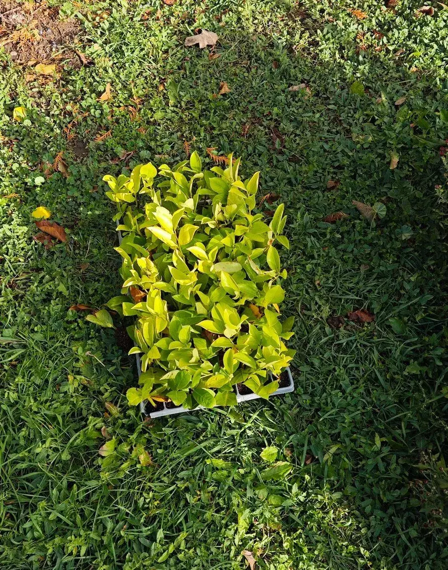 Vavrínovec lekársky odroda 'Novita' (Prunus laurocerasus