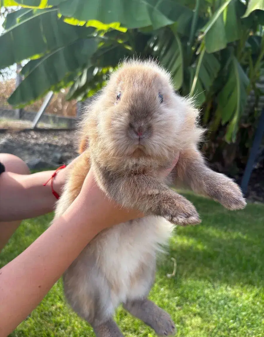 🐰💕 Szerető gazdit keres két tündéri nyuszilány 💕