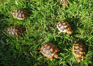 🍀🐢🍀 mlada suchozemska korytnačka 🐢🍀🐢