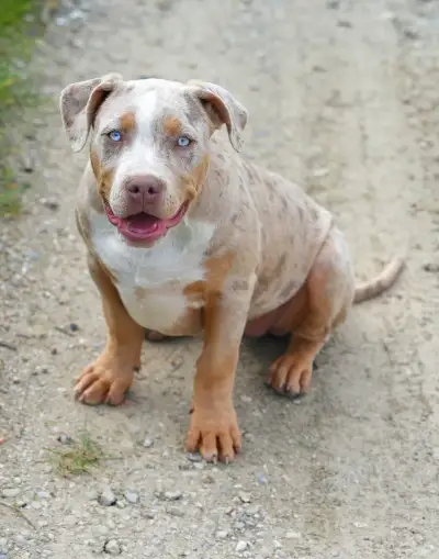American bully xl