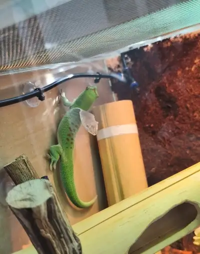Phelsuma grandis