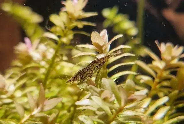 Endlerky, krevetky neocaridina palmata
