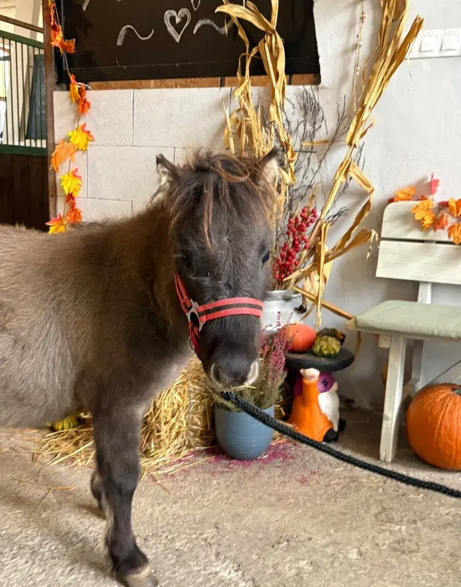 Shetlandský mini ponik