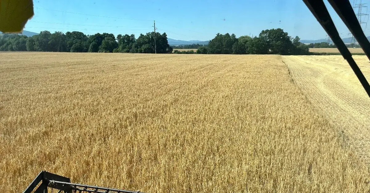 Jačmeň a Pšenica
