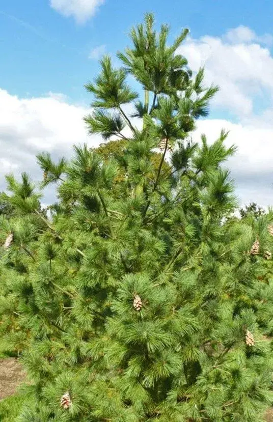 Borovica rumelská (Pinus peuce) 50cm – v kvetináči