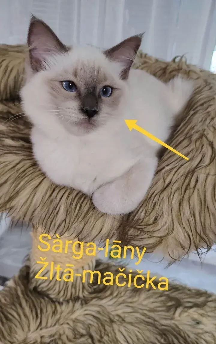 Ragdoll mačičky bez PP