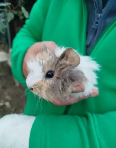Morča