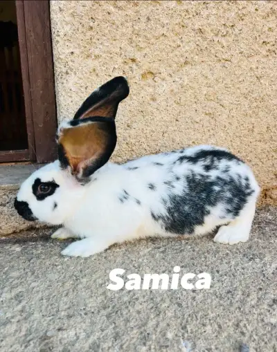 Samicu Nemecky obrovitý strakáč