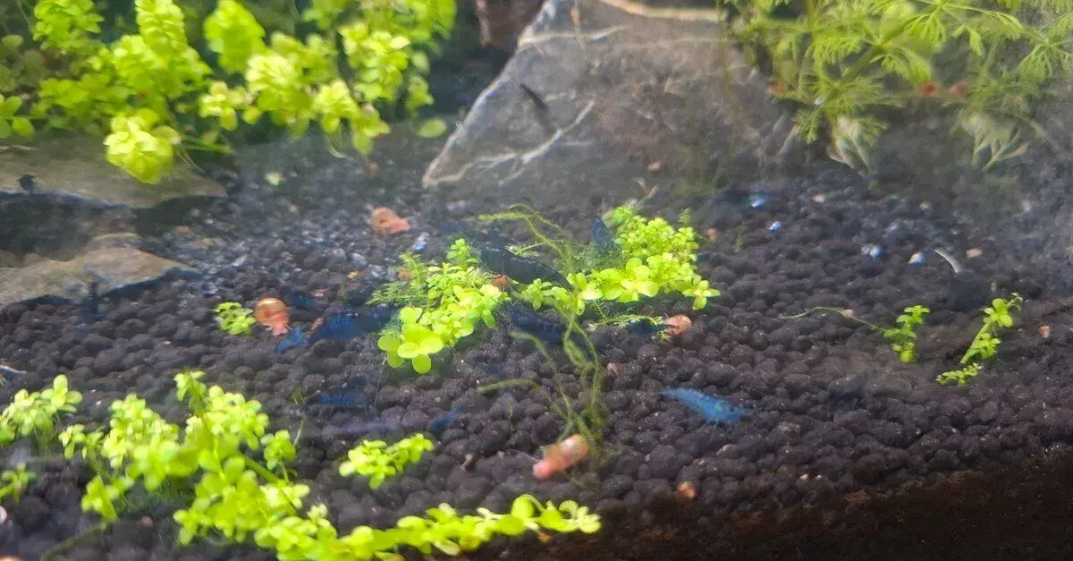 Krevetky Neocaridina davidi Blue dream.