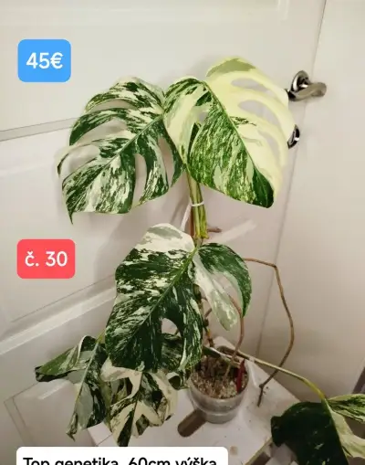Monstera Albo - najlepšie ceny, najväčší výber