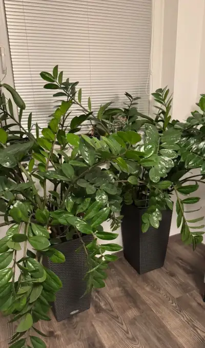 Zamioculcas – 2 veľké rastliny