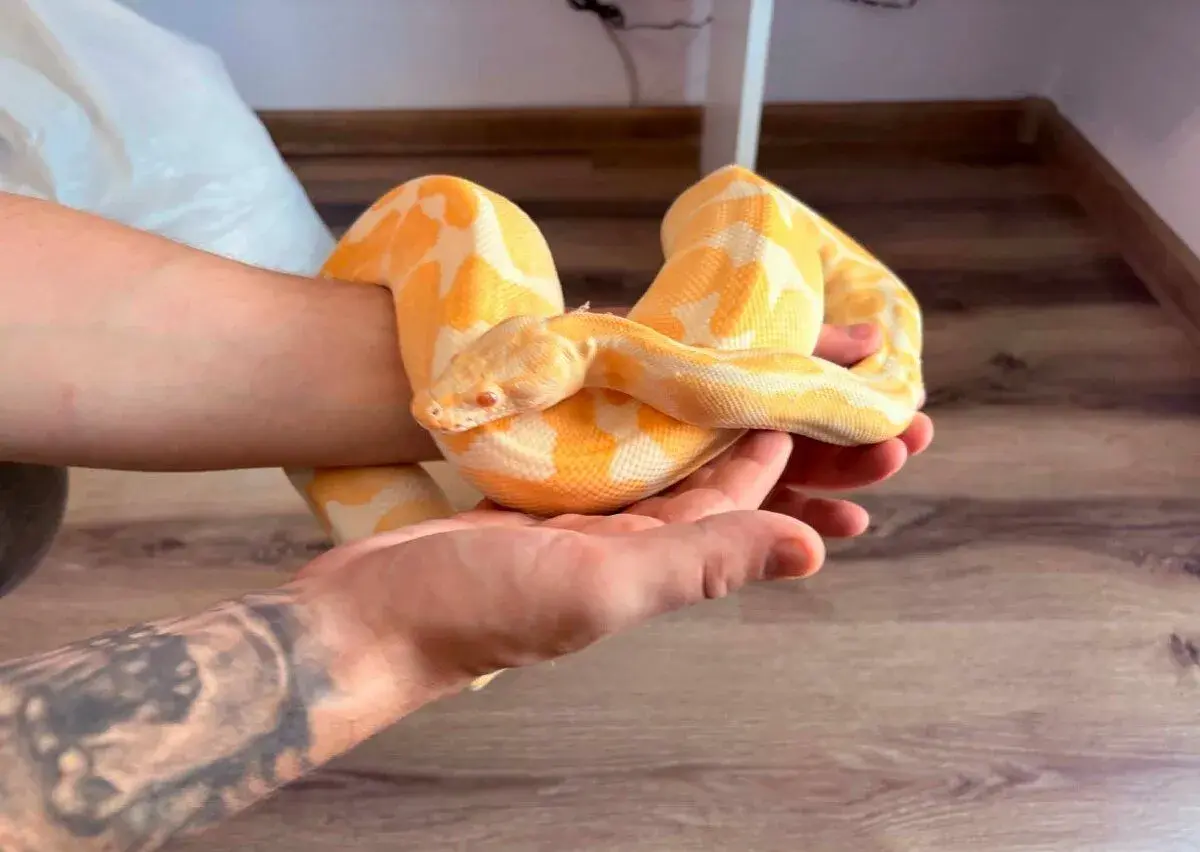 Python regius 0.1 Adult