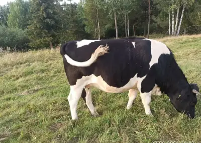 Vysokotelnú jalovicu
