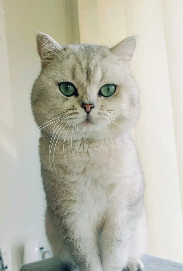 Britské mačiatka s PP ❤️ Britská mačka s PP❤️Leo