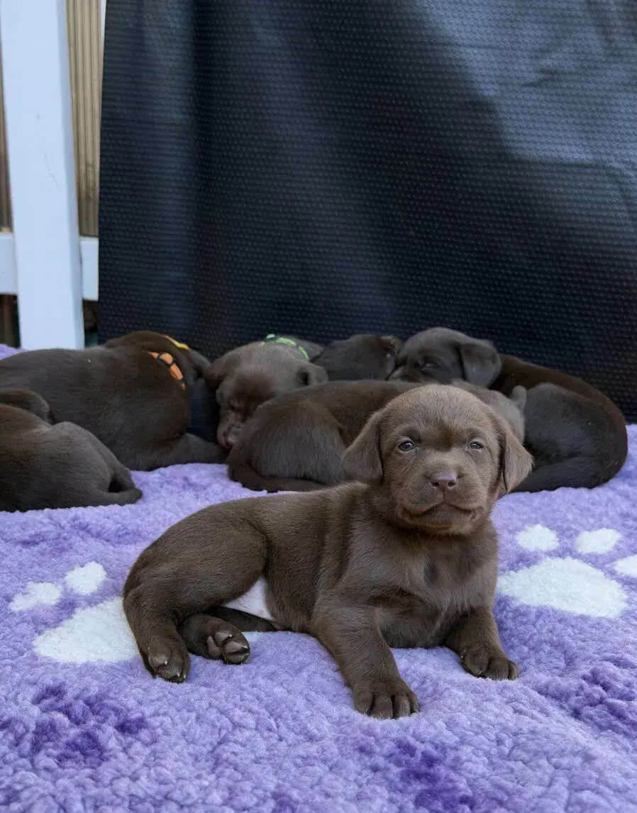 Šteniatka - čokoládový labrador
