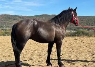 Ťažný kôň na predaj - Percheron žrebec