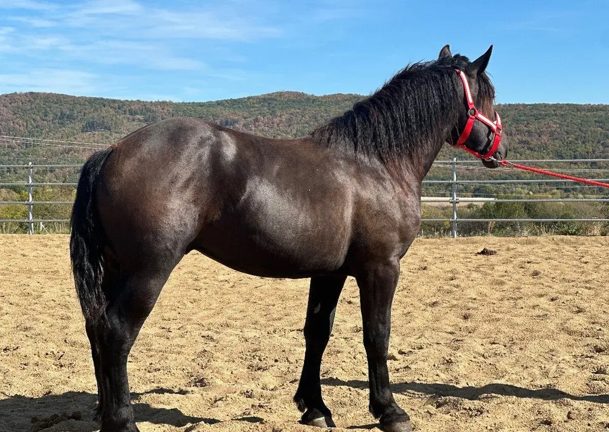 Ťažný kôň na predaj - Percheron žrebec