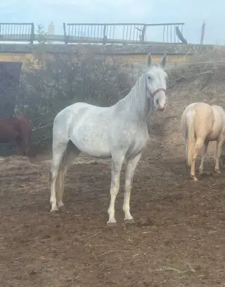 Lipican na predaj