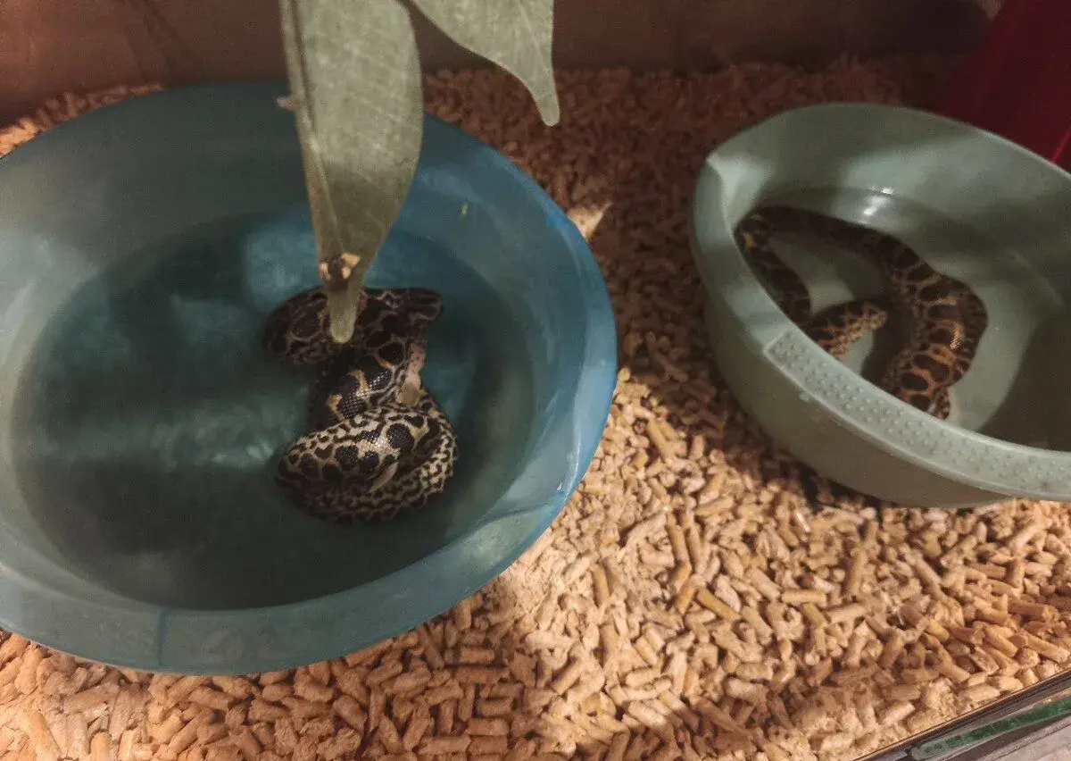 Anaconda žltá