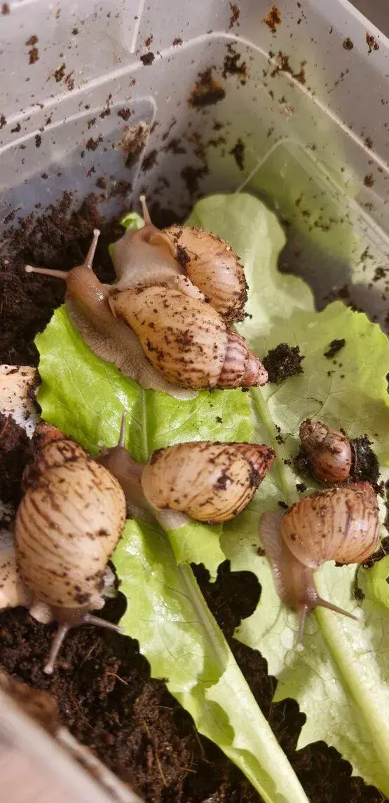 Zanzibarik achatina
