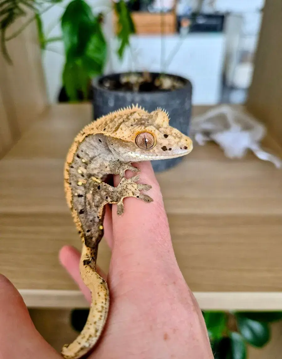 Pagekon riasnatý- Correlophus ciliatus