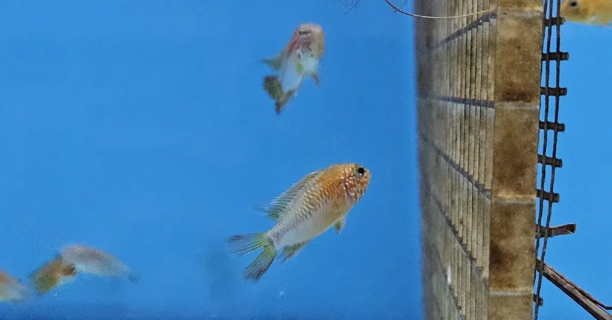 Apistogramma macmasteri B- trieda