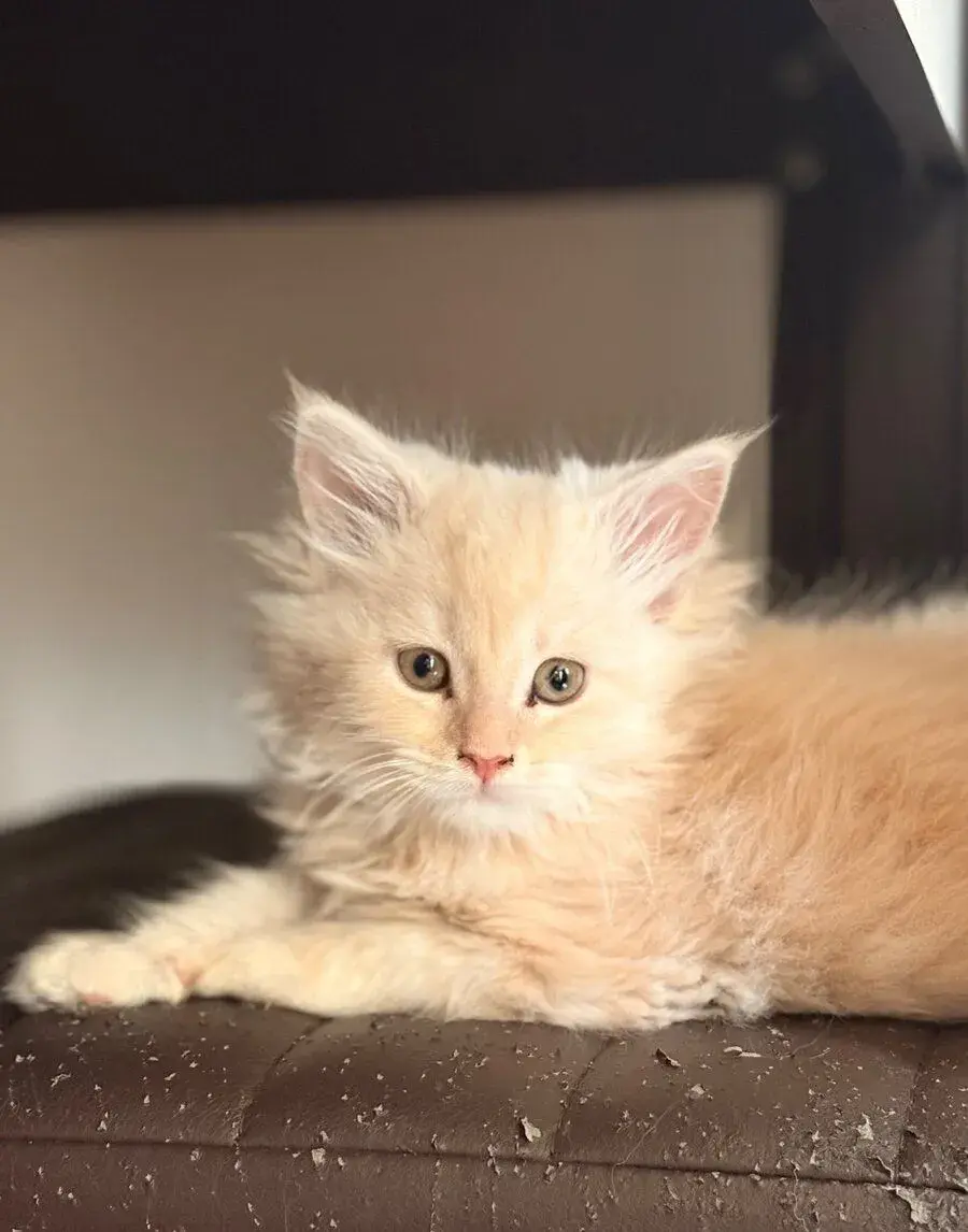 Maine coon. Mainská mývalia mačka